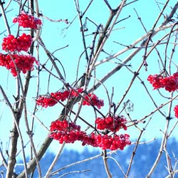 Viburnum opulus